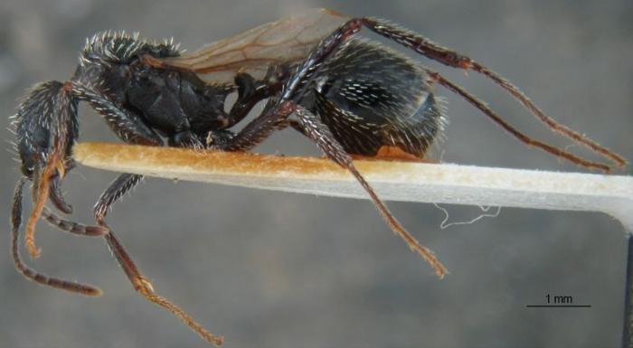 Матка Aphaenogaster senilis